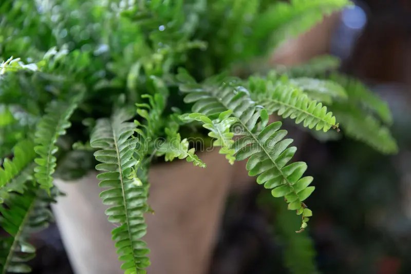 4,761 Fern Pot Photos - Free &amp; Royalty-Free Stock Photos from Dreamstime