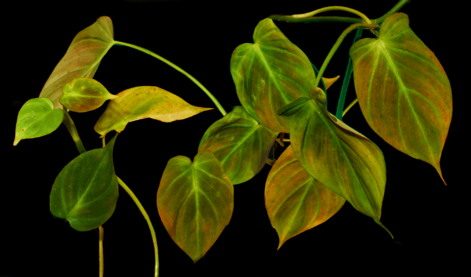 Philodendron camposportoanum G.M. Barroso, Philodendron camposportoanum, Exotic Rainforest rare tropical plants