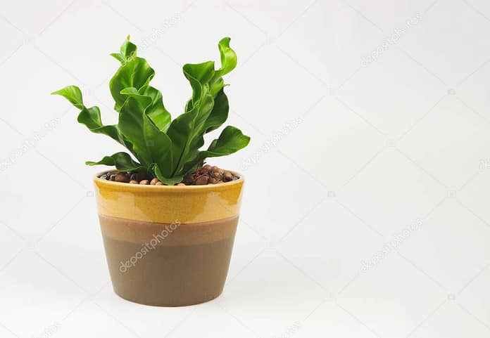 cobra fern plant care