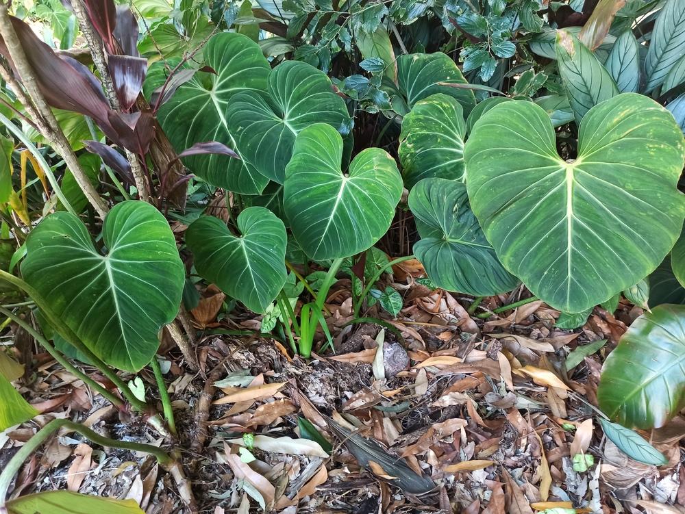 Re. Identifying Philodendron Gloriosum, Dean McDowell in the Plant ID forum - Garden.org