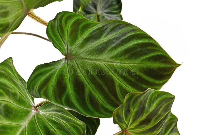 310 Rare Philodendron Photos - Free &amp; Royalty-Free Stock Photos from Dreamstime