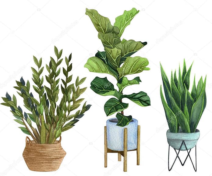 Indoor plants in a pot . watercolor set.  ZZ Plant (Zamioculcas),  Snake Plant (Sansevieria),  Fiddle Leaf Fig in a pot.