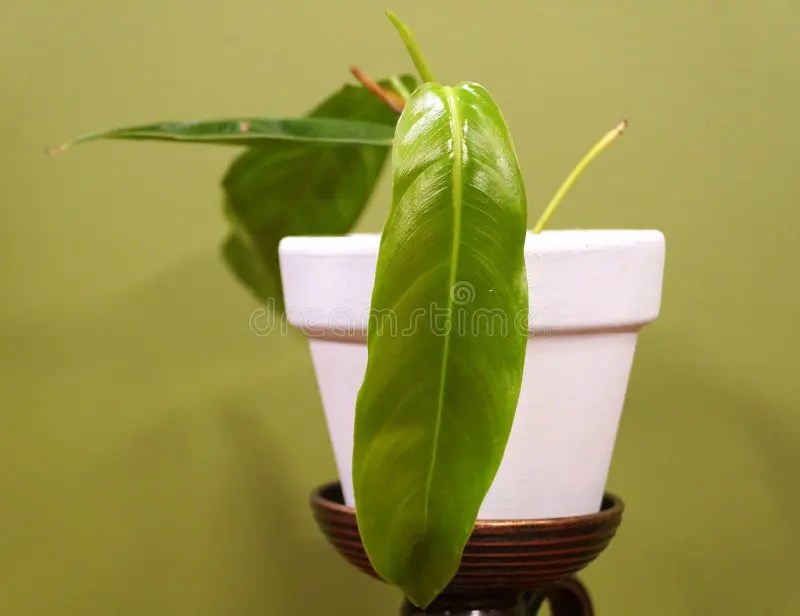 Philodendron Patriciae seedlings, one of the rarest and sought after houseplant collectors. A small Philodendron Patriciae, one of the rarest and sought after stock photos