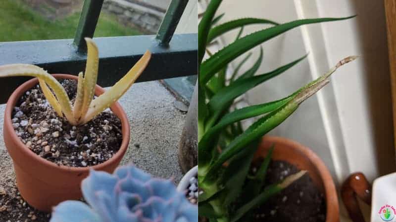 Signs of Underwatered Aloe Vera Plant (And to Revive It) – Garden For Indoor