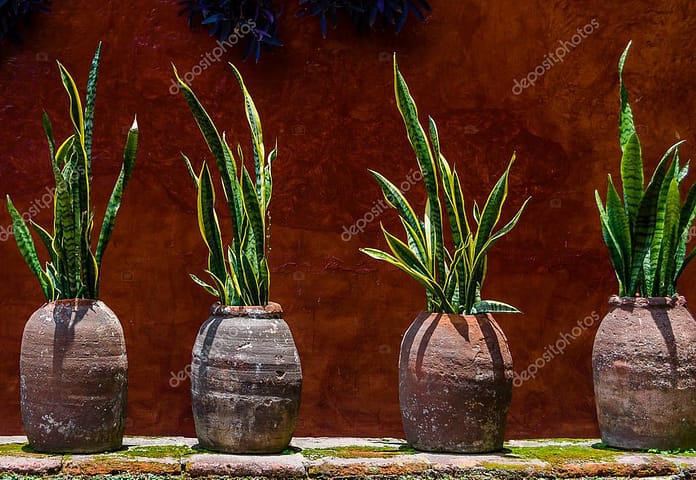 Rustic wall with snake plant in pots