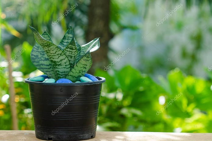 Cluse up sansevieria or snake plant in pot