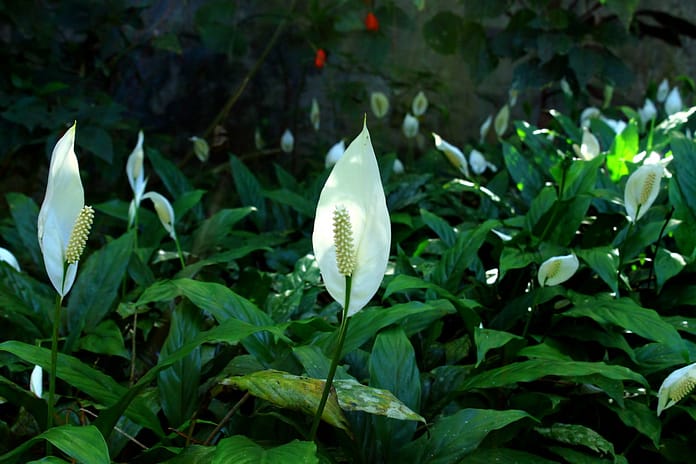 peace lily, flower, flowers