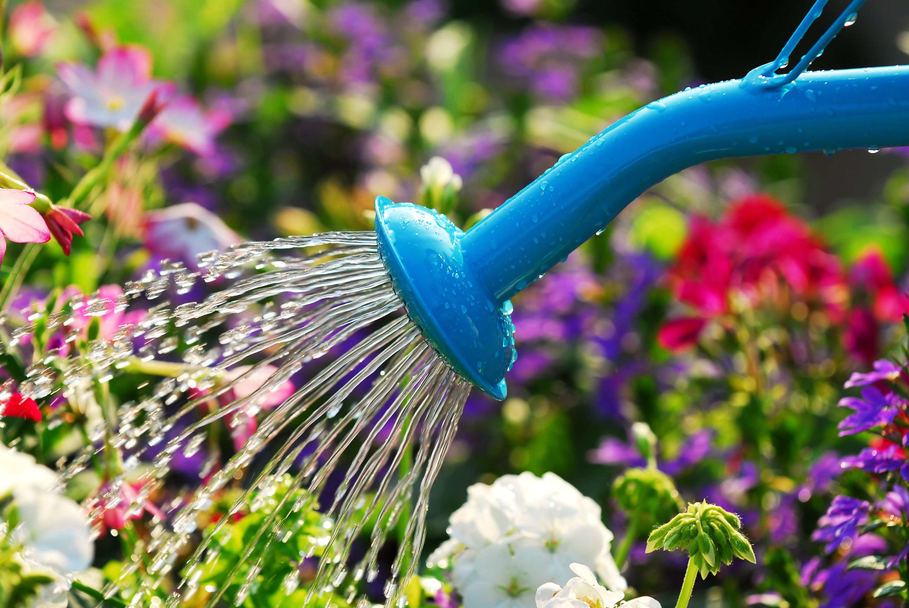 How to Water Plants When You're Away on Vacation