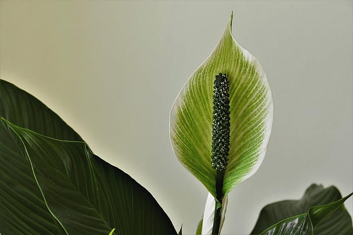 sheath leaf, peace lily, ornamental plant