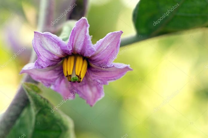 Light purple eggplant flower with yellow core surrounded by two leaves on stem on blurred natural green background. Eggplant bloomed in the garden. Botanical photo or postcard