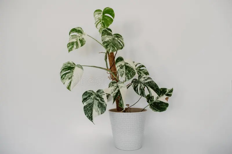 Variegated monstera albo borsigiana. A variegated monstera albo borsigiana, a rare and highly sort after tropical house plant stock photo