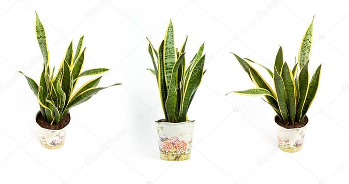 Sansevieria trifasciata or Snake plant in pot on a white backgro