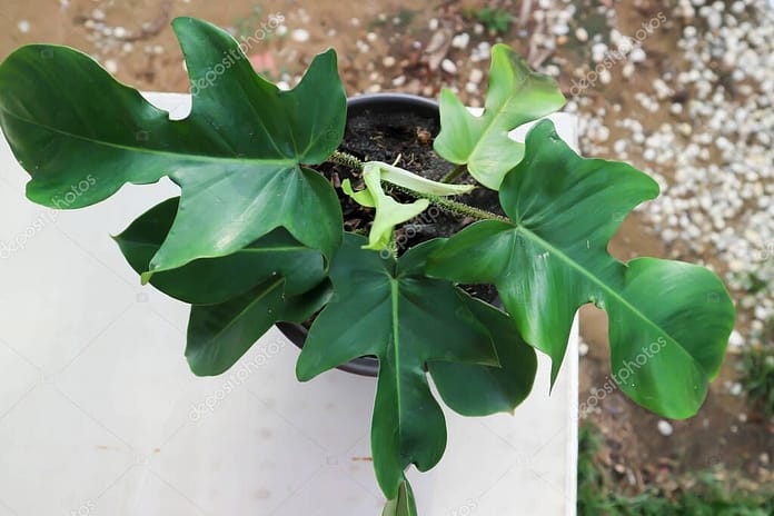 Philodendron pedatum, Philodendron plant in the flower pot