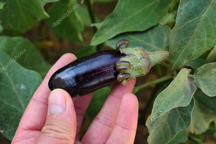 natural tiny eggplant in the garden is healthier. healthy agricultural vegetables,