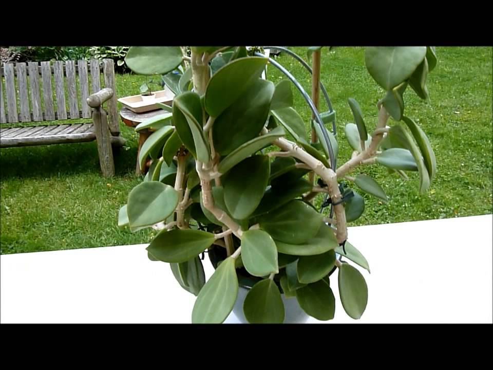 A Visit with Hoya pachyclada.wmv - YouTube