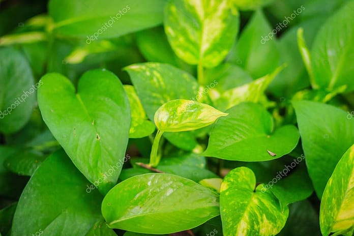 Evergreen leaves background of devil's ivy (Epipremnum aureum)