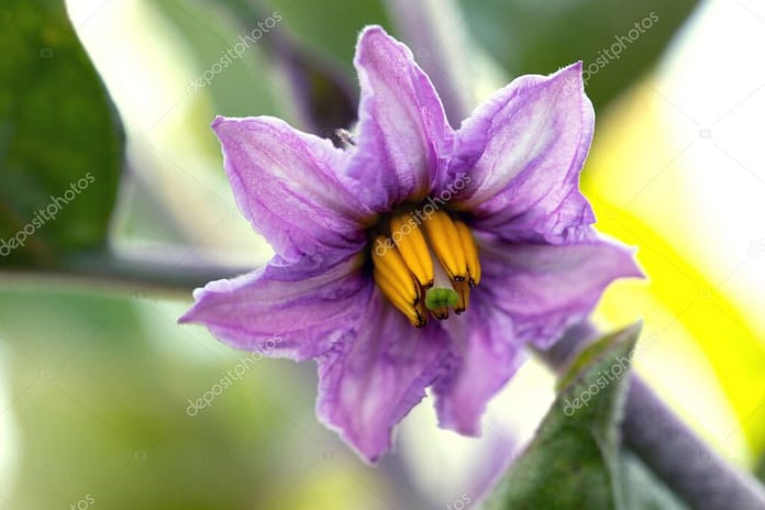 eggplant flower on branch of eggplant bush, macro photography