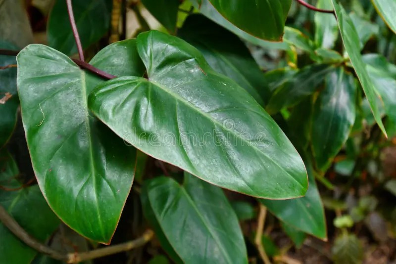 Tropical `Philodendron Erubescens Red Emerald` plant leaf with red stem, native to Colombia. Tropical long arrow shaped `Philodendron Erubescens Red Emerald` royalty free stock photo