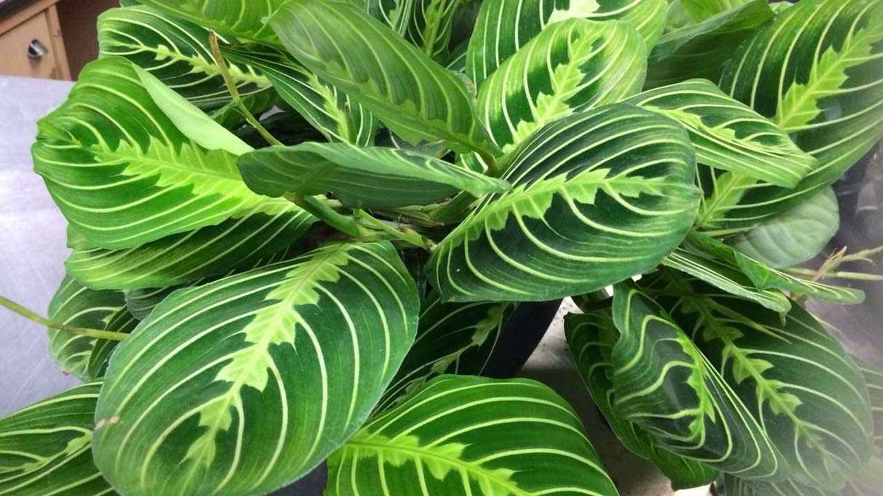Prayer plants&#39; are fascinating, and unique | The Guardian Nigeria News - Nigeria and World News — Saturday Magazine — The Guardian Nigeria News – Nigeria and World News