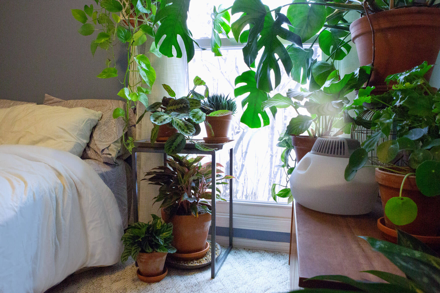 How to Increase the Humidity for Your Houseplants | Bloomscape