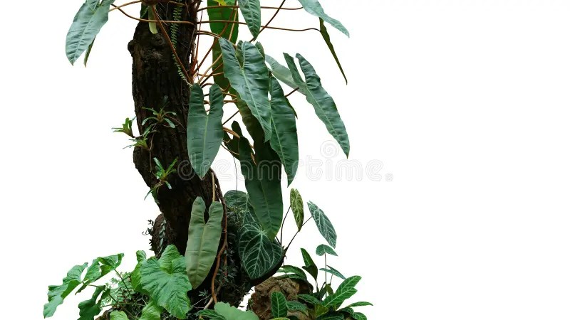 Climbing philodendron Philodendron billietiae tropical foliage plant growing on rainforest tree trunk with Bromeliads, Anthurium. Ferns, and various tropic stock image