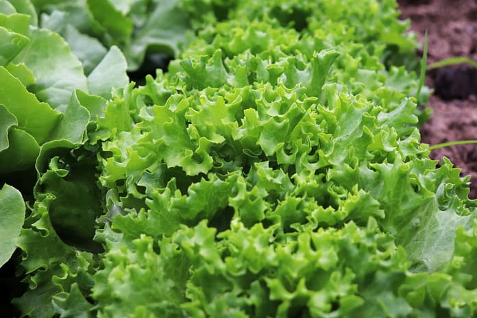 lettuce, salad, garden