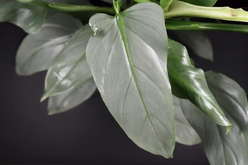 Close Up of a Leaf of an Exotic `Philodendron Hastatum` or `Silver Sword` House Plant on Black Background Stock Photo - Image of branch, garden: 168866066