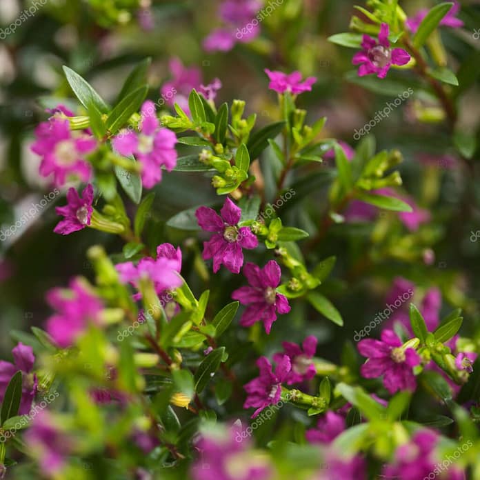 Purple flowers of Cuphea hyssopifolia, the false heather, natural macro floral background