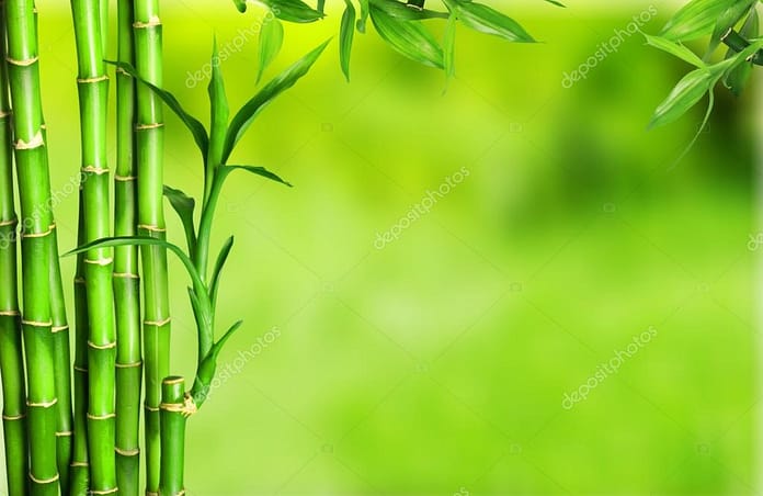 many bamboo stalks