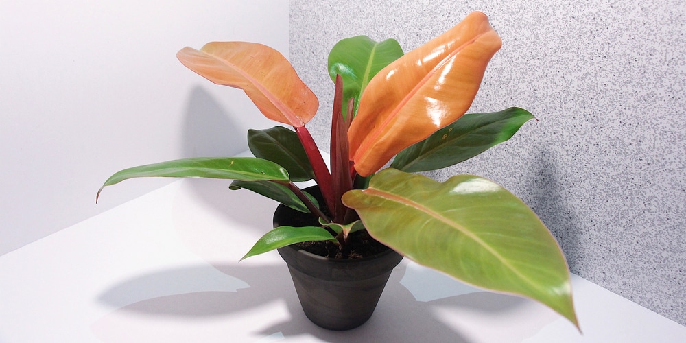 Philodendron Prince of Orange Growth and Care Guide - GFL Outdoors