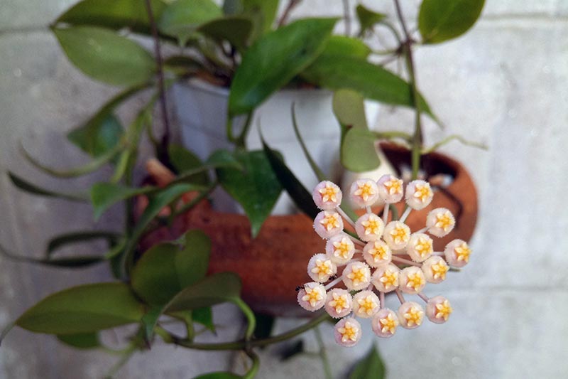 29 of the Most Fabulous Types of Hoya | Gardener's Path