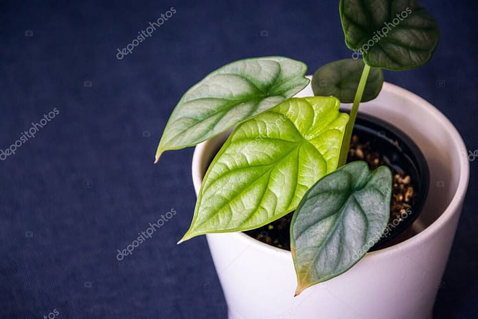 Young Alocasia Silver Dragon plantlet with bright green leaves and a bit of yellowing on the tip. Selective focus close-up on a houseplant indoor with blurred navy background.