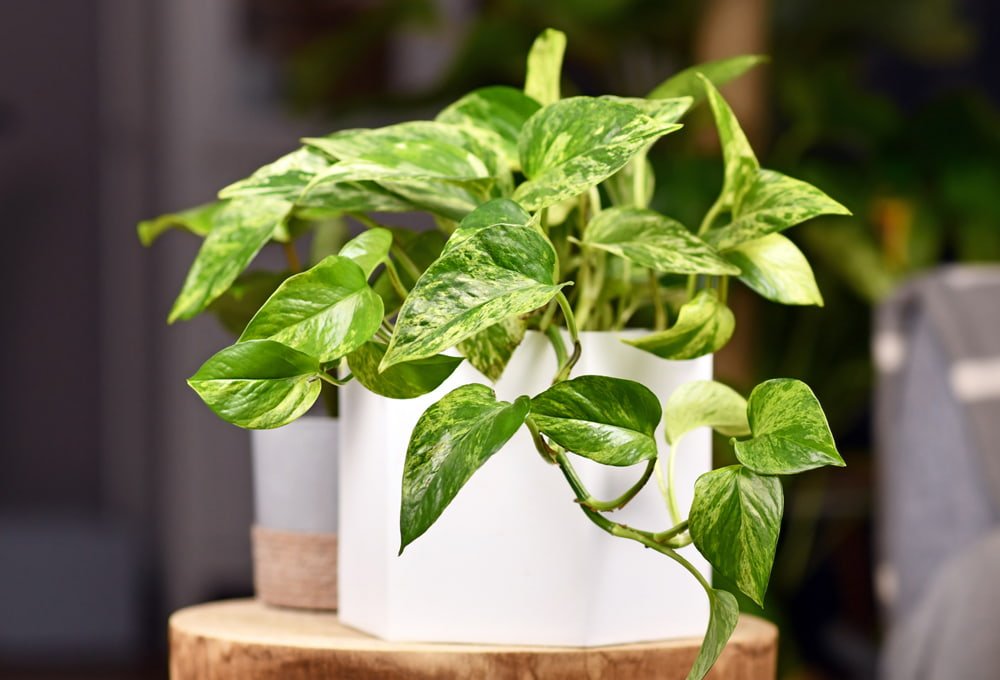 Marble Queen Pothos Care – A Complete Guide