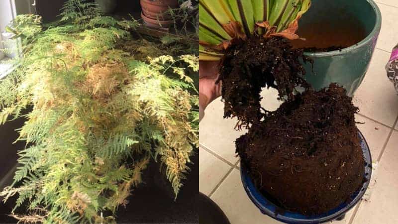 Signs of Overwatered Fern (And How to Revive It) – Garden For Indoor