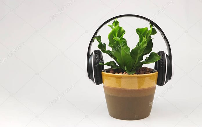 cobra fern plant care