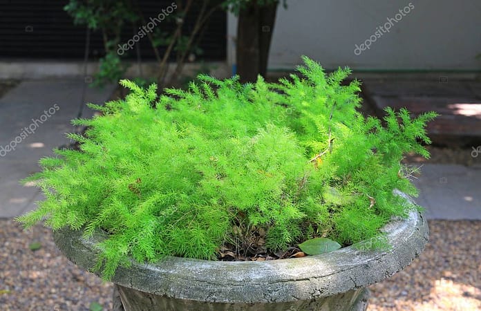 Asparagus fern (Asparagus aethiopicus cv. 'Myriocladus') in big cement pot at the garden.