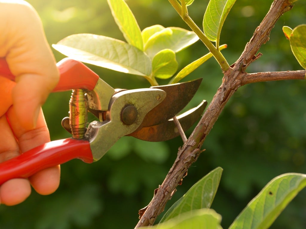 When To Prune Plants – Best Pruning Times For Garden Plants