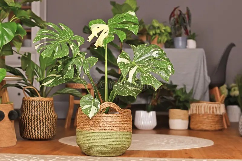 Tropical `Monstera Deliciosa Thai Constellation` houseplant with beautiful white sprinkled varigated leaves in basket flower pot. In living room with many royalty free stock image