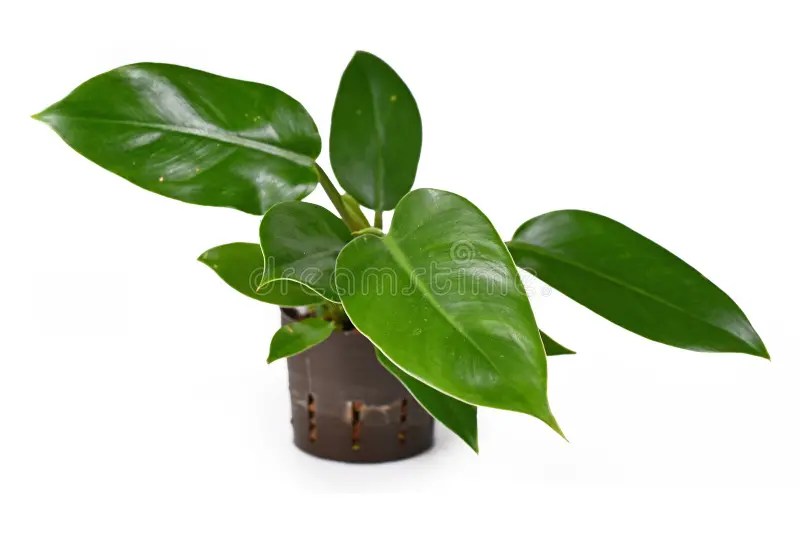 9,433 Philodendron Photos - Free &amp; Royalty-Free Stock Photos from Dreamstime