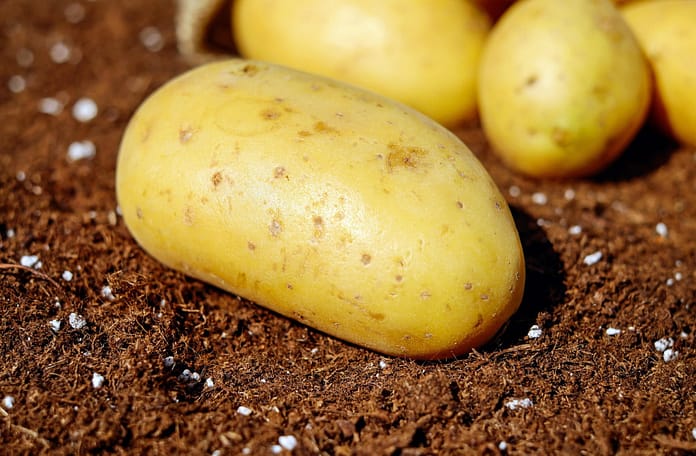 potatoes, vegetables, tuber