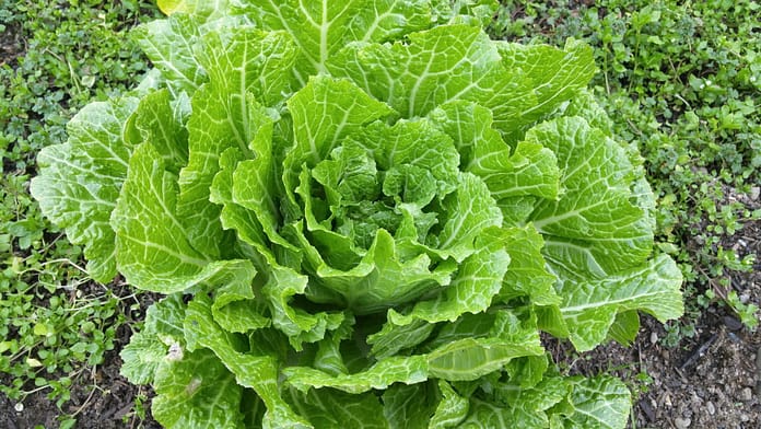 napa cabbage, green, leafy