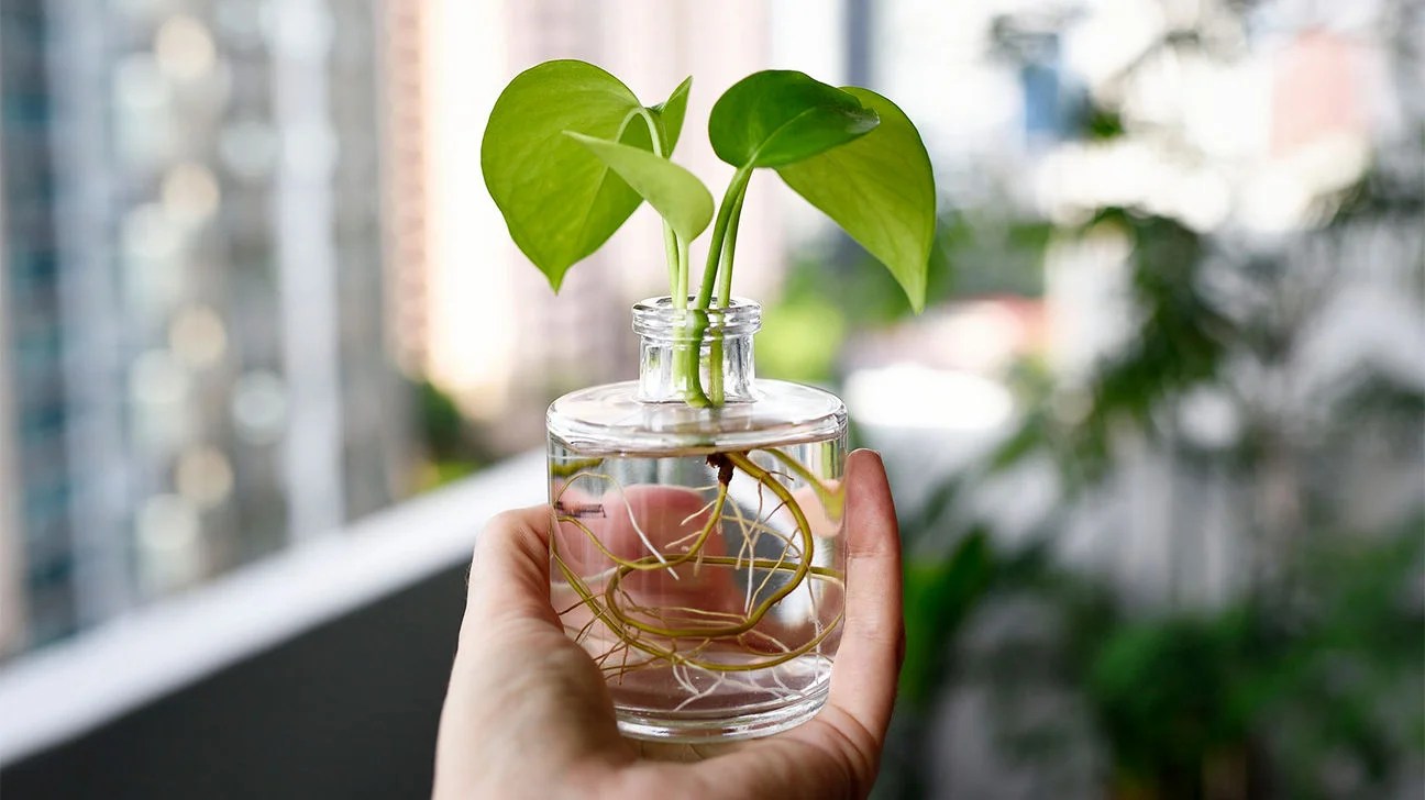 Plant Propagation Is the New Millennial Love Language