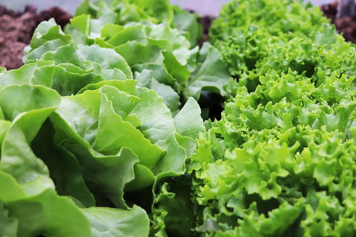 lettuce, salad, garden
