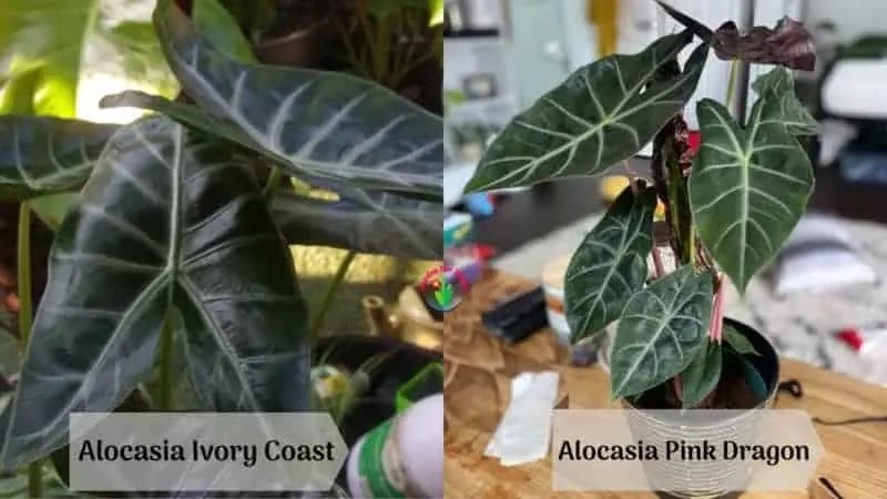 Alocasia Ivory Coast Vs. Pink Dragon (Differences And Similarities) – Garden For Indoor