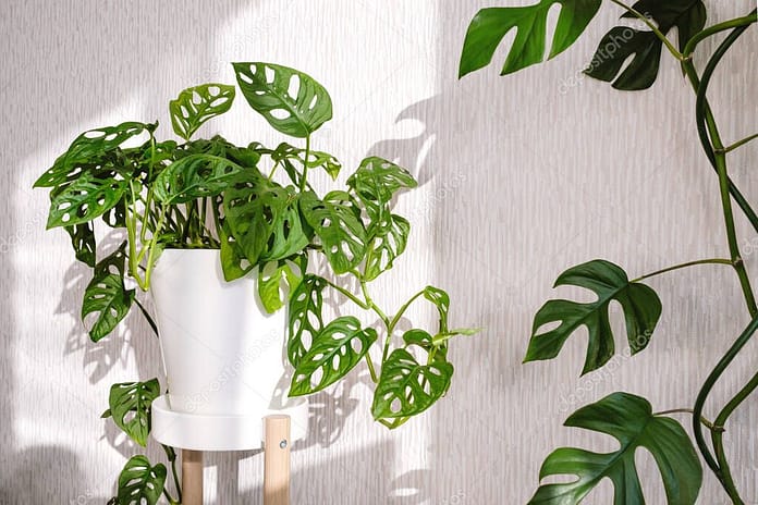 Monstera Obliqua or Adansonii and Rhaphidophora tetrasperma stands on a pedestal on a light background with shadows. Home plants care concept. the concept of minimalism and scandi style, garden room