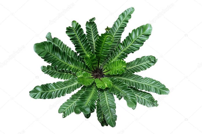 Hanging pothos or devils ivy vines liana plant with green and variegated leaves (Epipremnum aureum Marble Queen Pothos), tropical foliage houseplant isolated on white background with clipping path.