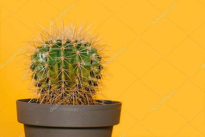 close-up view of beautiful green cactus in pot isolated on yellow