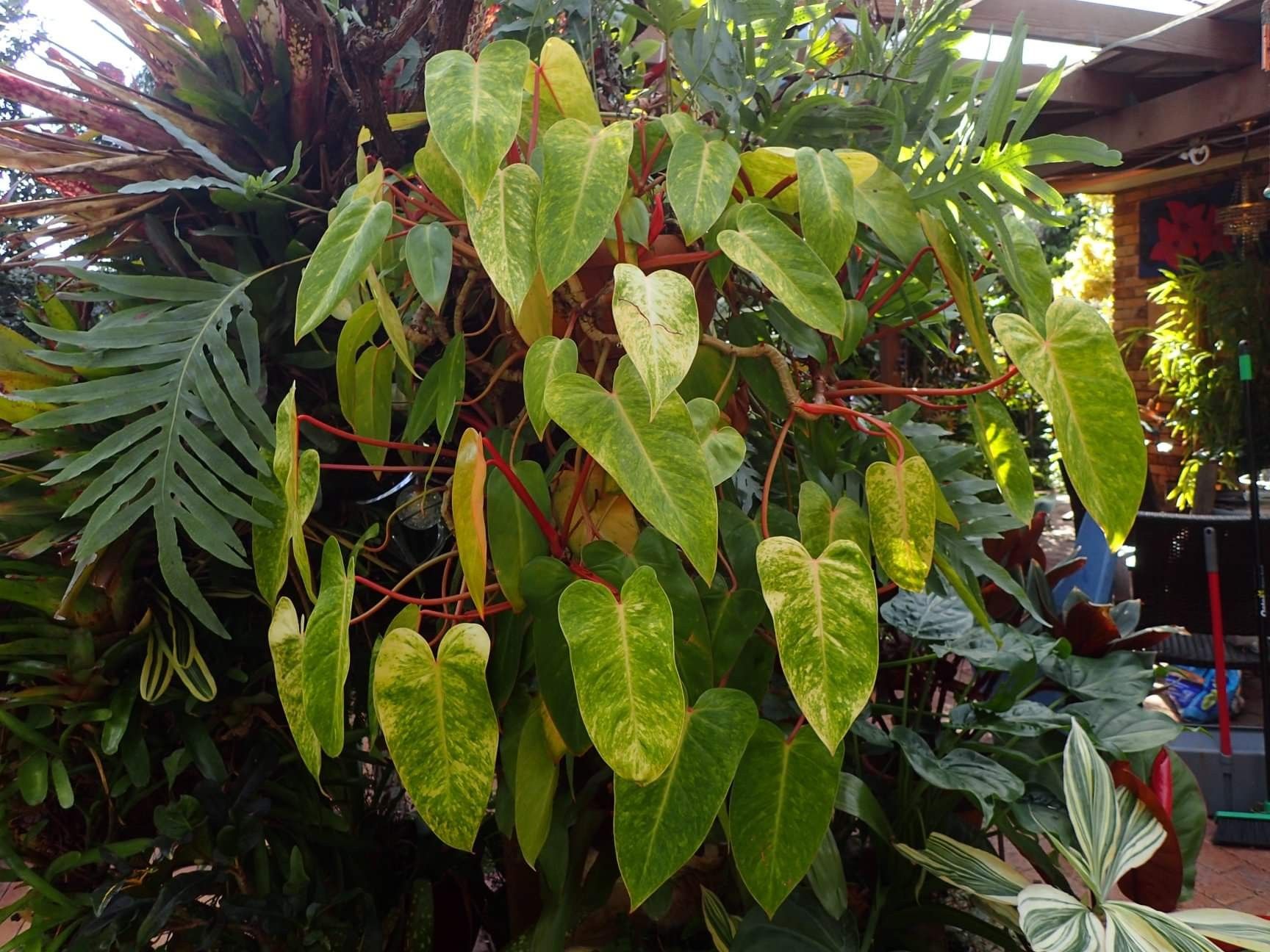Philodendron Painted lady.... | Cool plants, Plants, House plants indoor