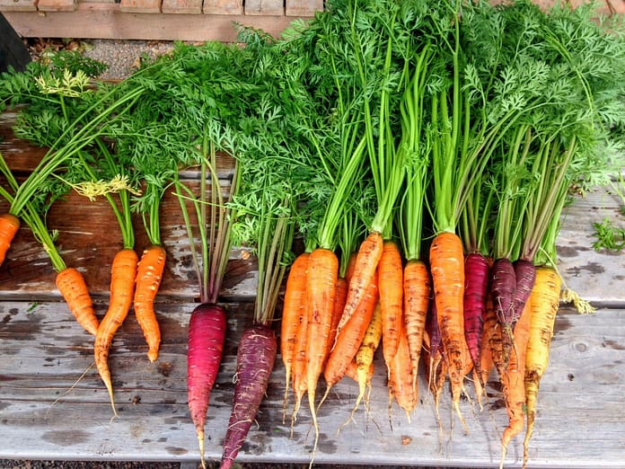 carrot, carrots, produce