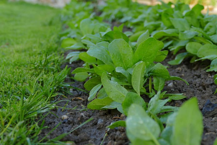 How To Grow Spinach In Texas - Ultimate Guide From Experts In 2022H